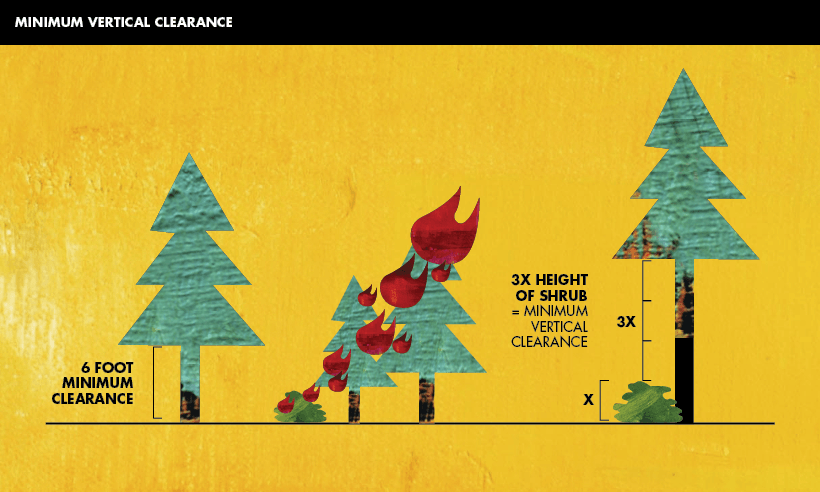 A diagram illustrating how ladder fuels can create large fires.
