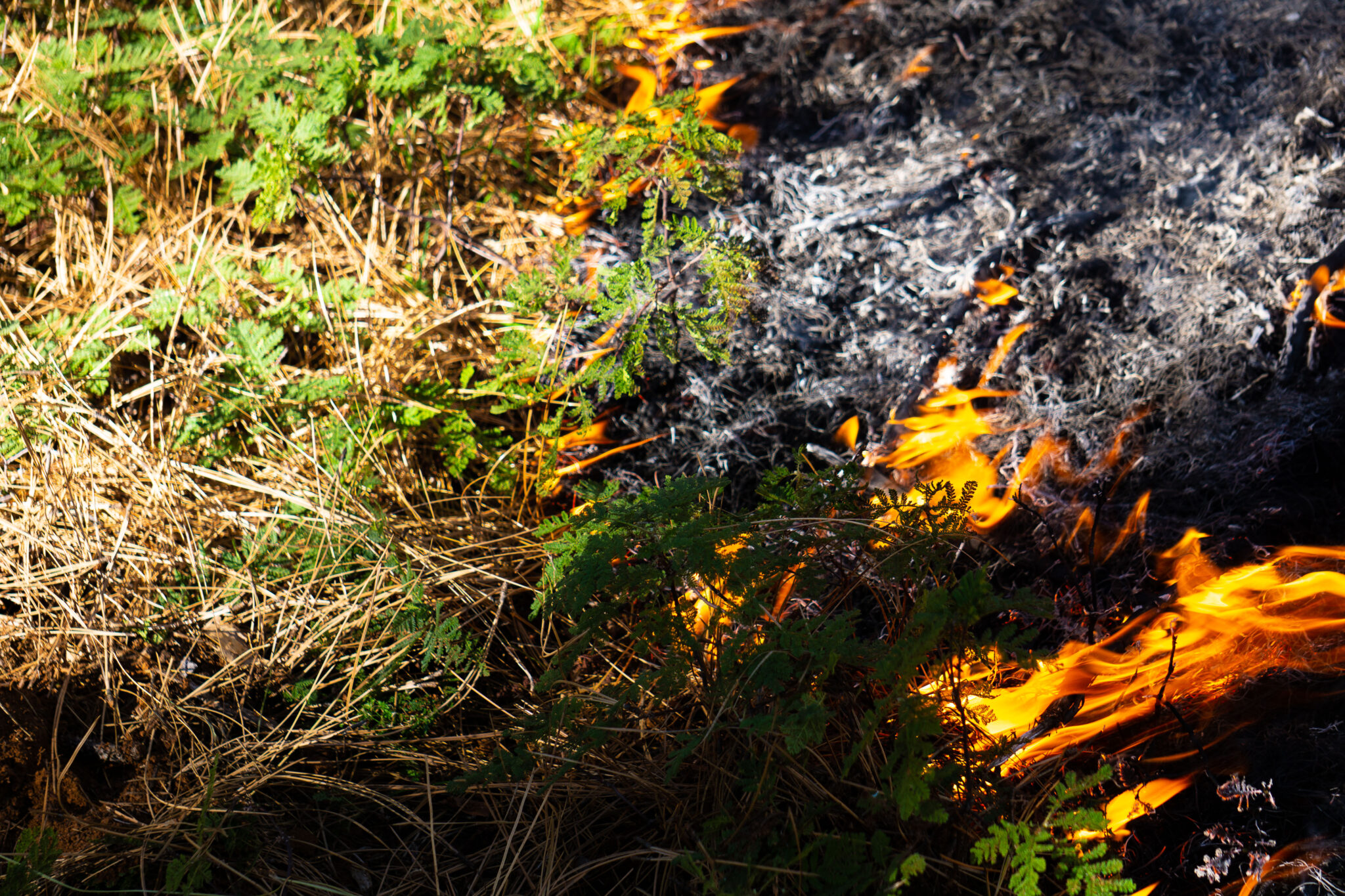 A closeup photo of a prescribed burn on the right and unburnt vegetation on the left.