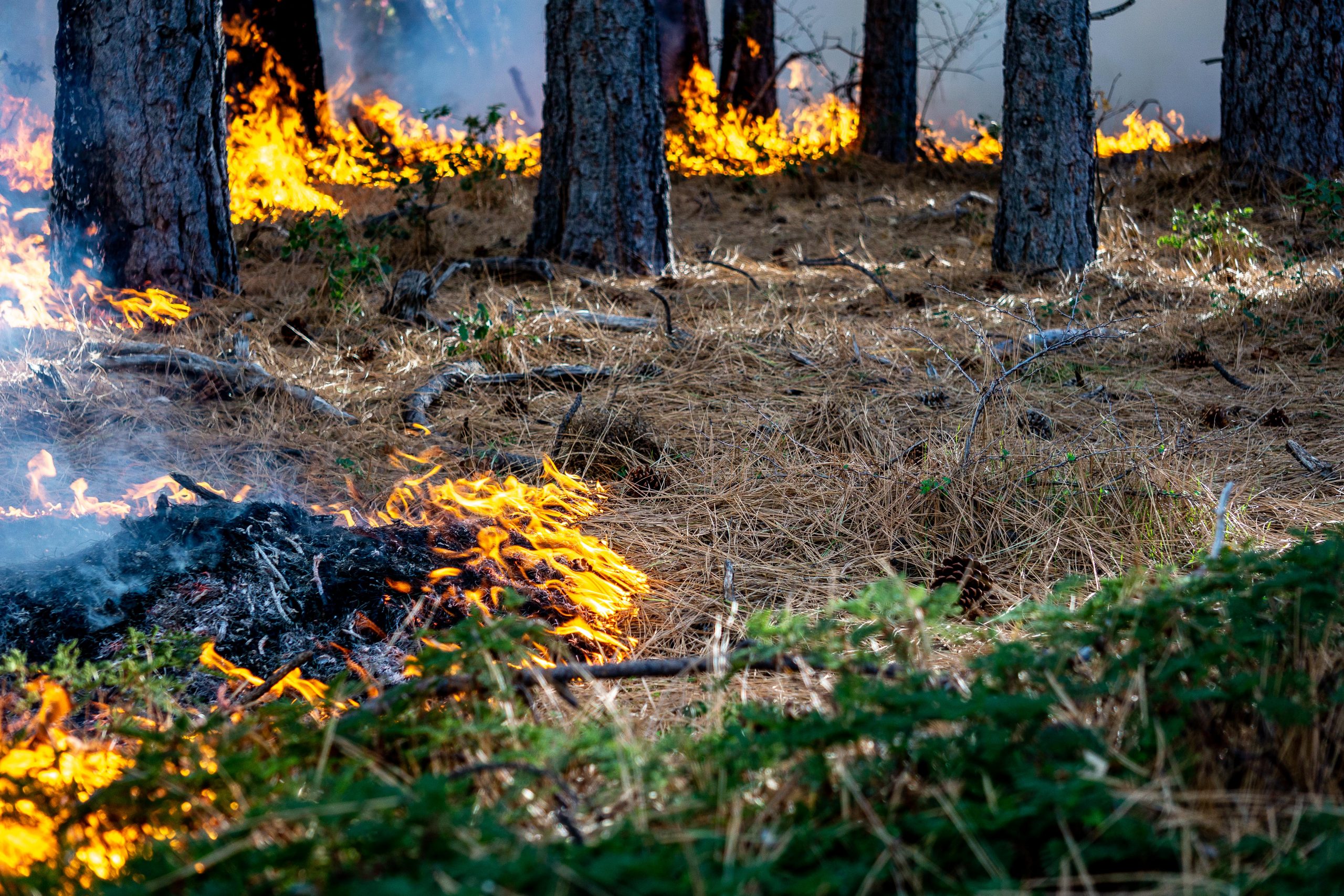 Photograph of a prescribed burn in a pine forest.