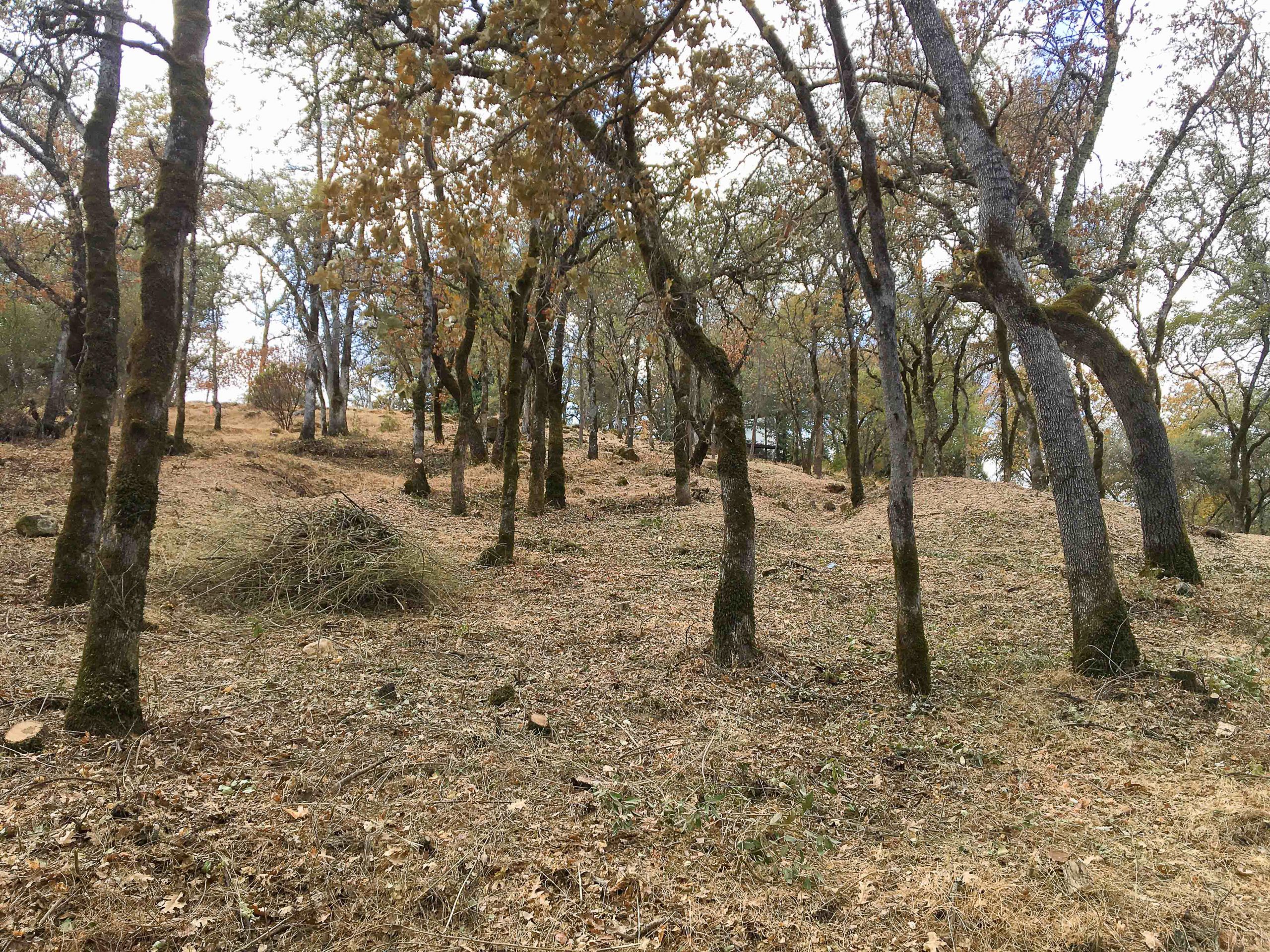 A forested area with piles of woody vegetation prepared for burning.