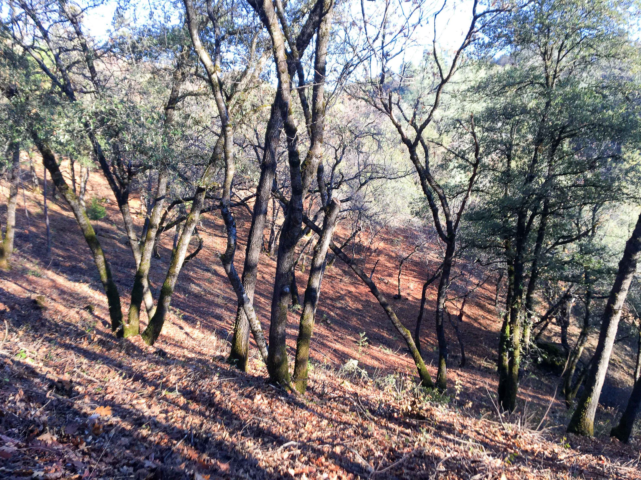 A forested area with a clear understory.