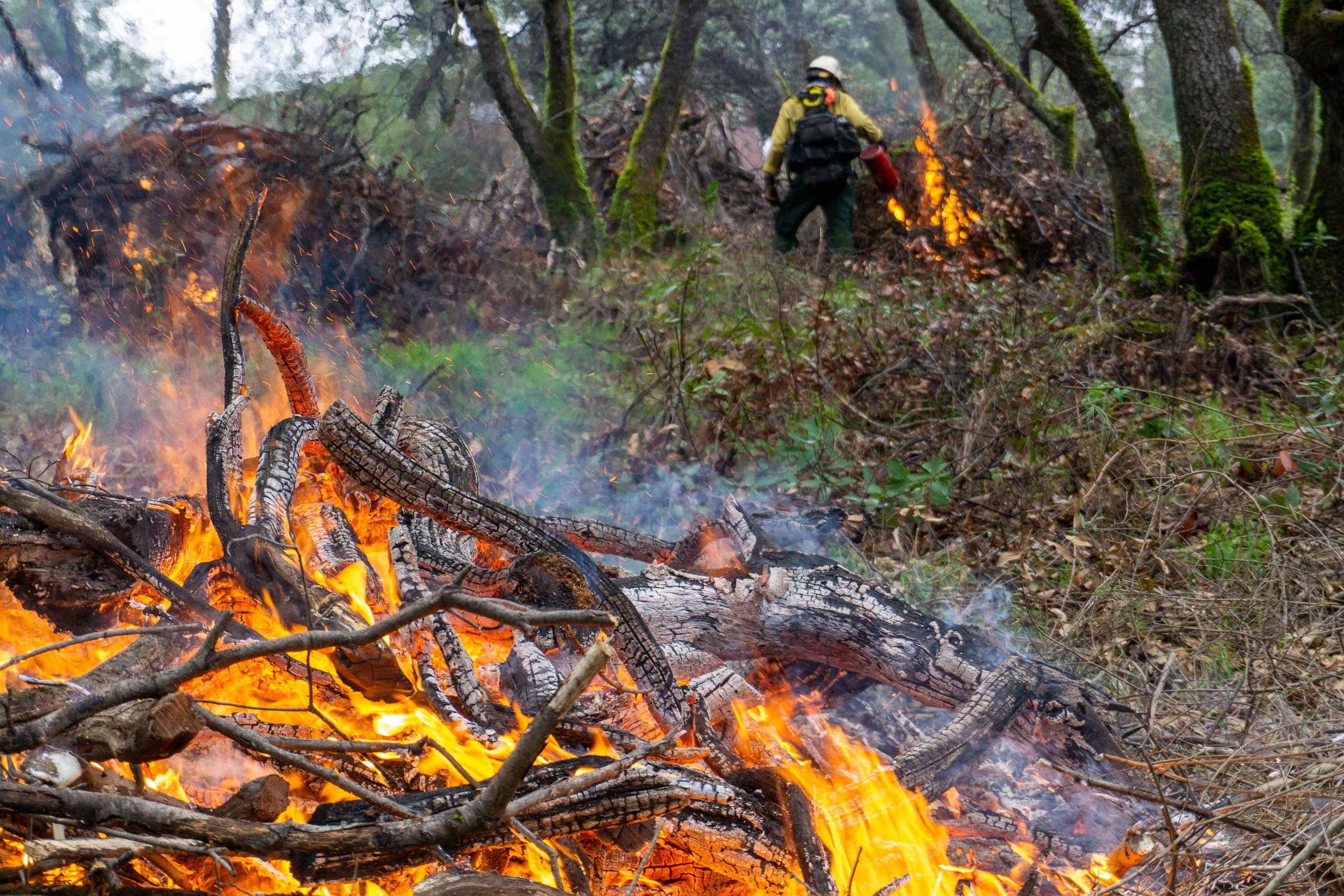 A closeup of a pile of vegetation being burned with workers in the background.