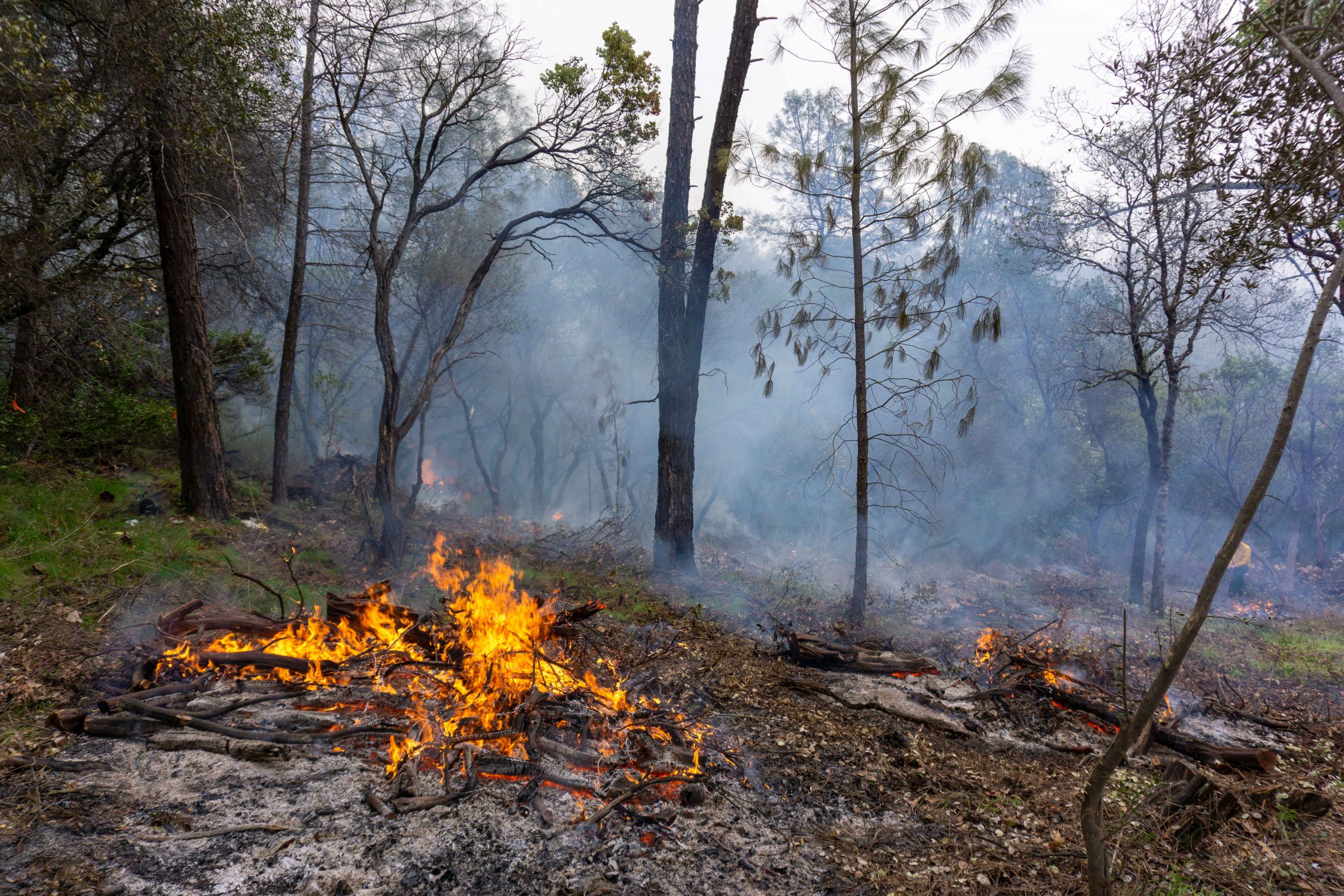 Pile burn in a shaded fuel break.
