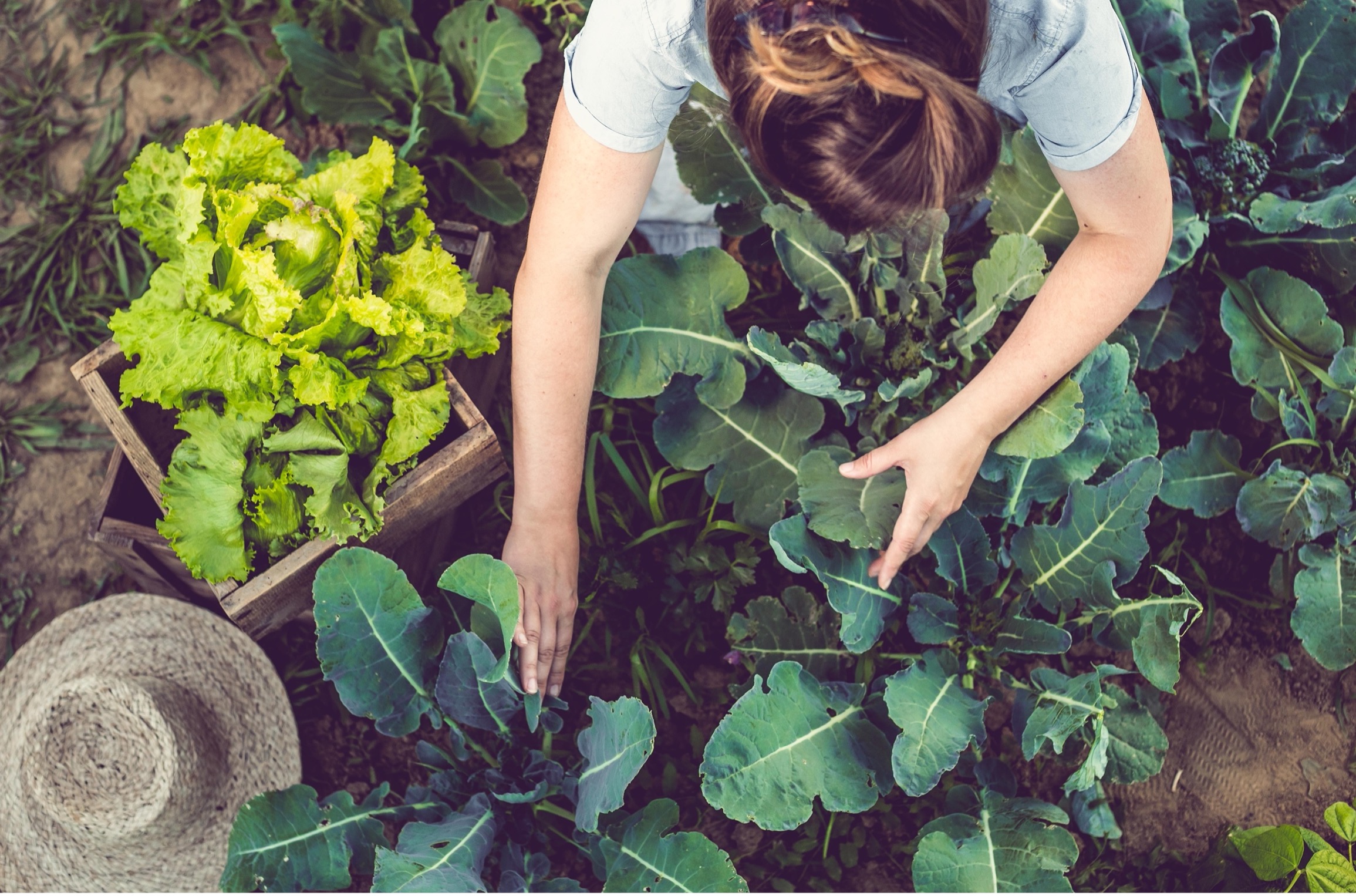 Person planting vegetables in a garden.