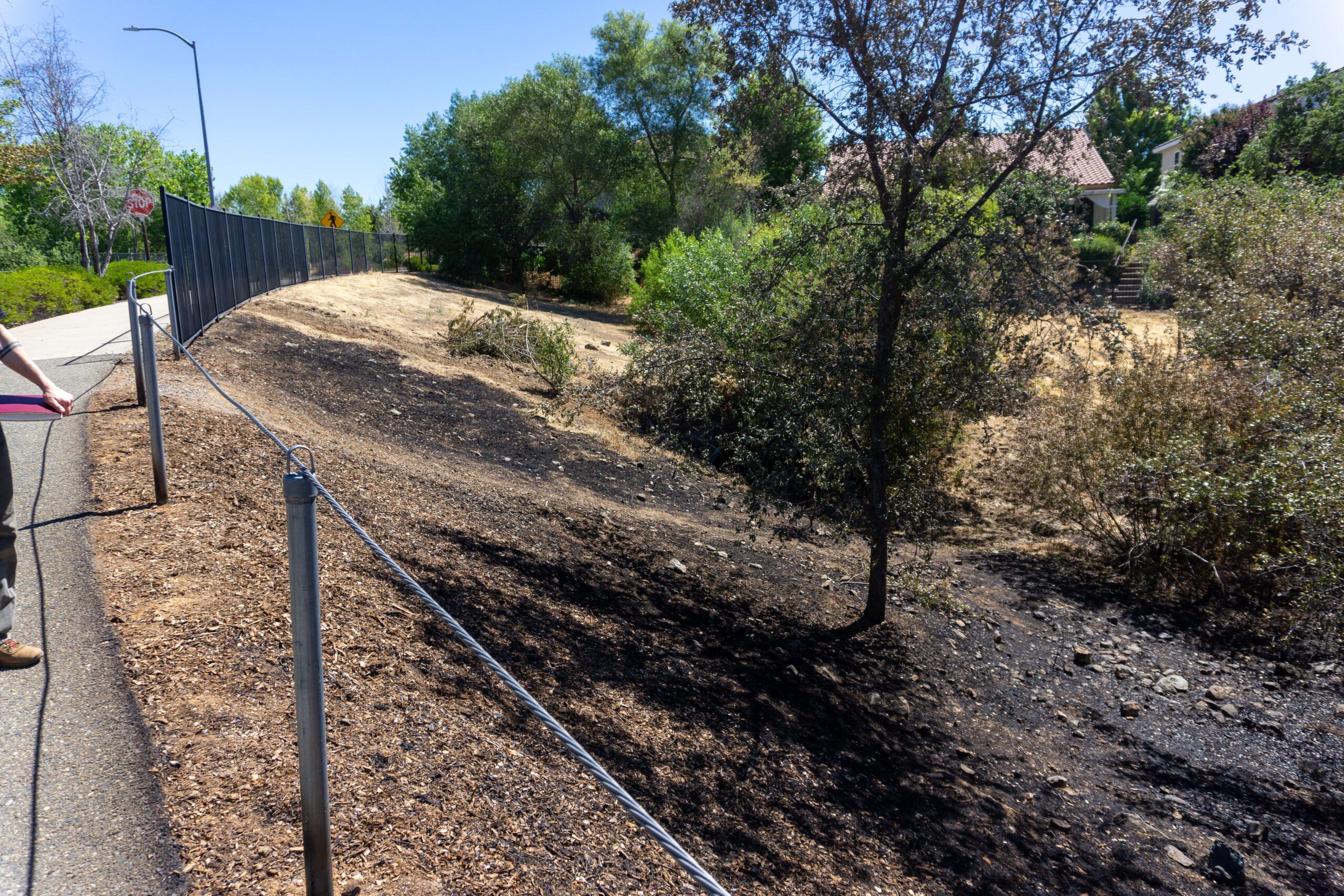 View of black charred remains of low temperature vegetation fire in a nature preserve.