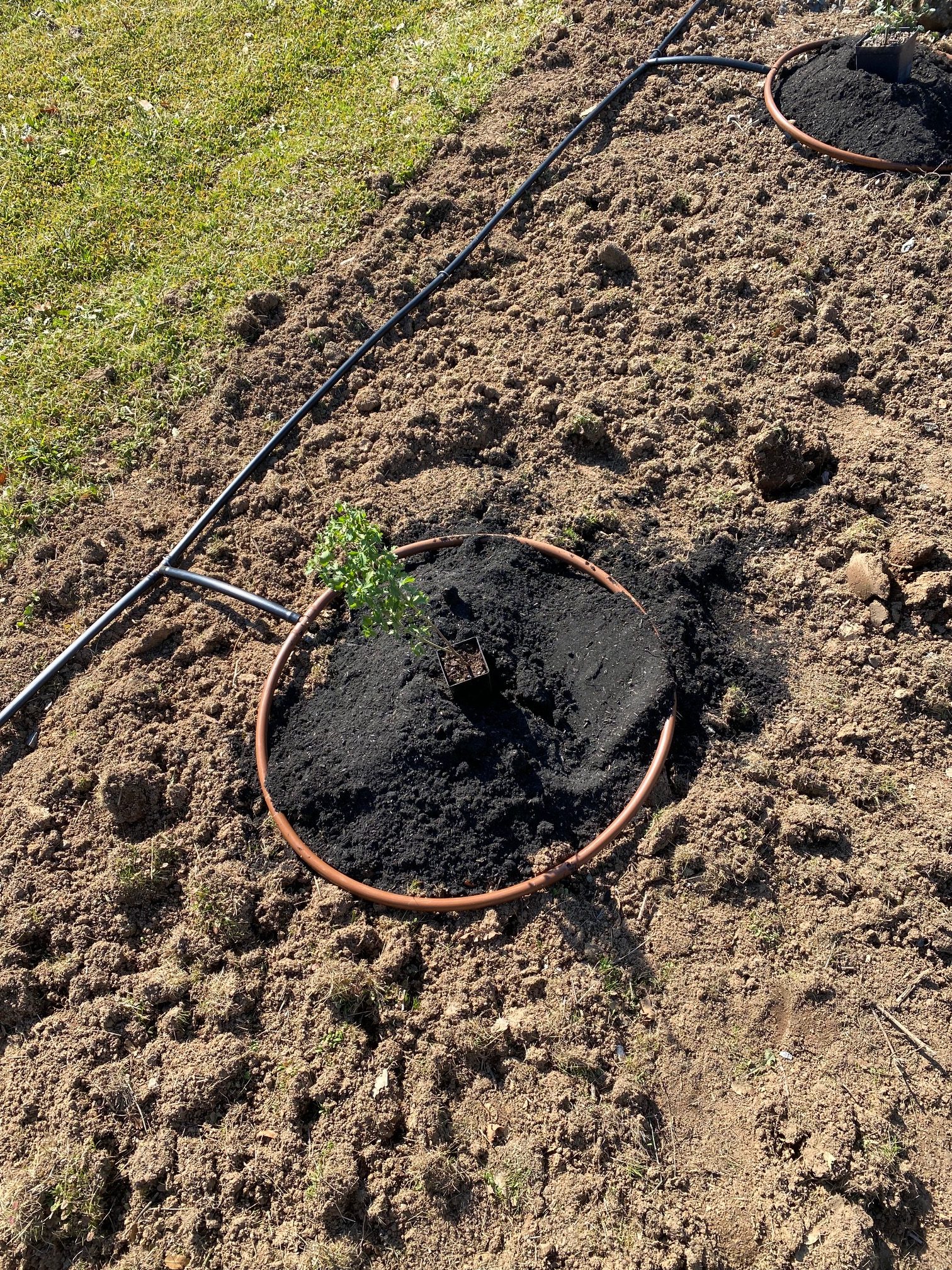 Doyle Ranch Park Pollinator Hedgerow Placer Resource Conservation District