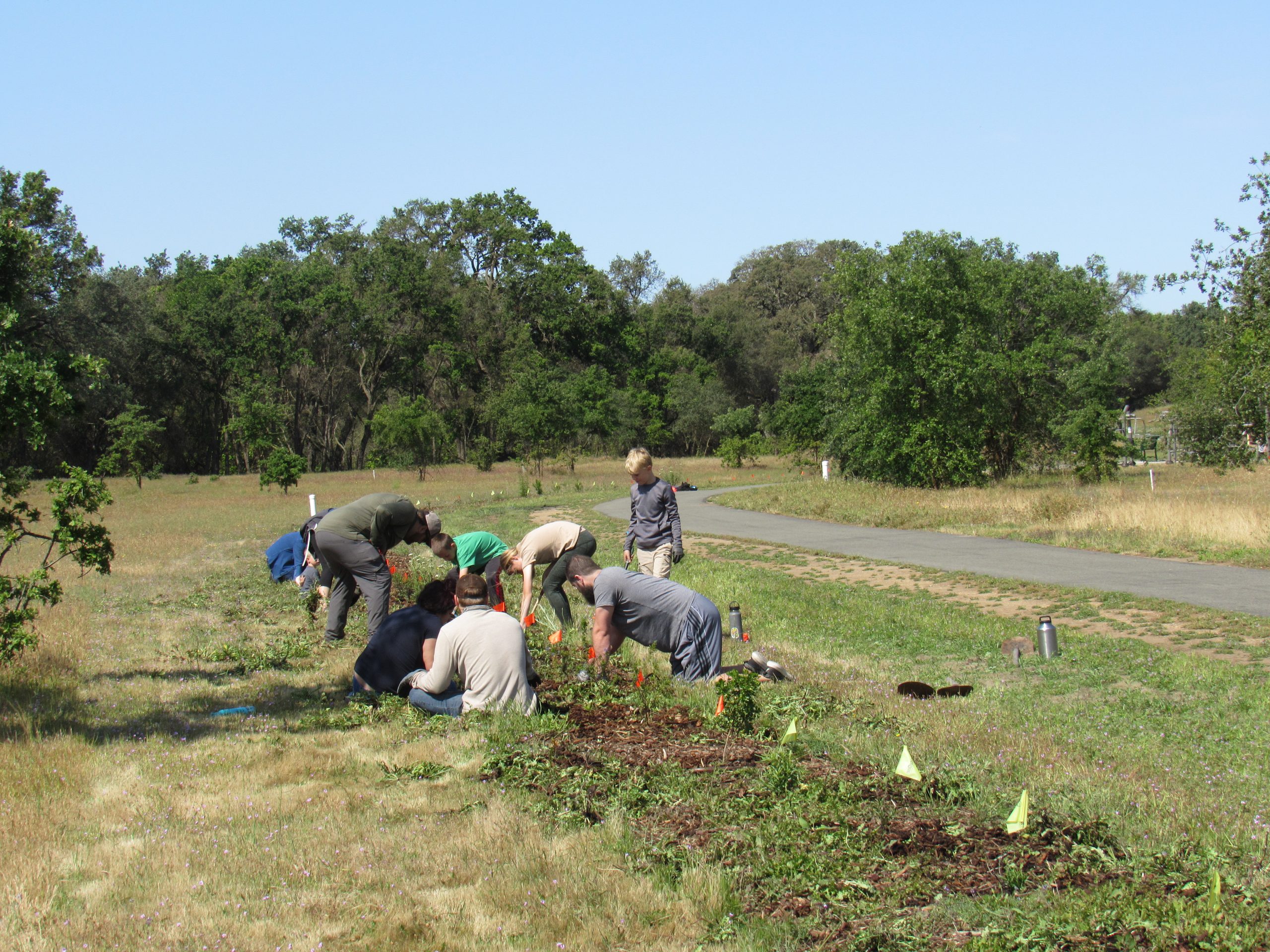 Doyle Ranch Park Pollinator Hedgerow Placer Resource Conservation District