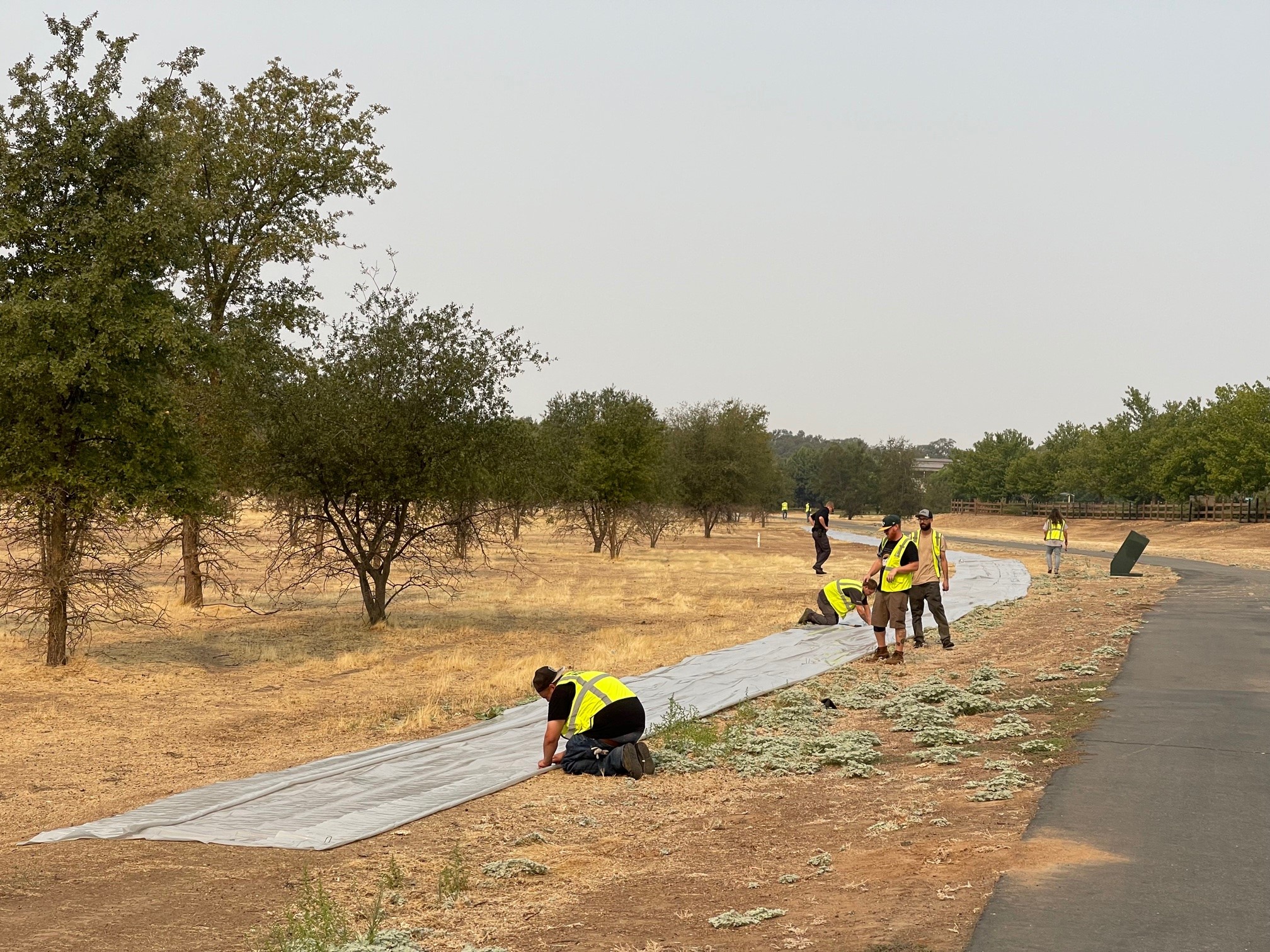Doyle Ranch Park Pollinator Hedgerow Placer Resource Conservation District