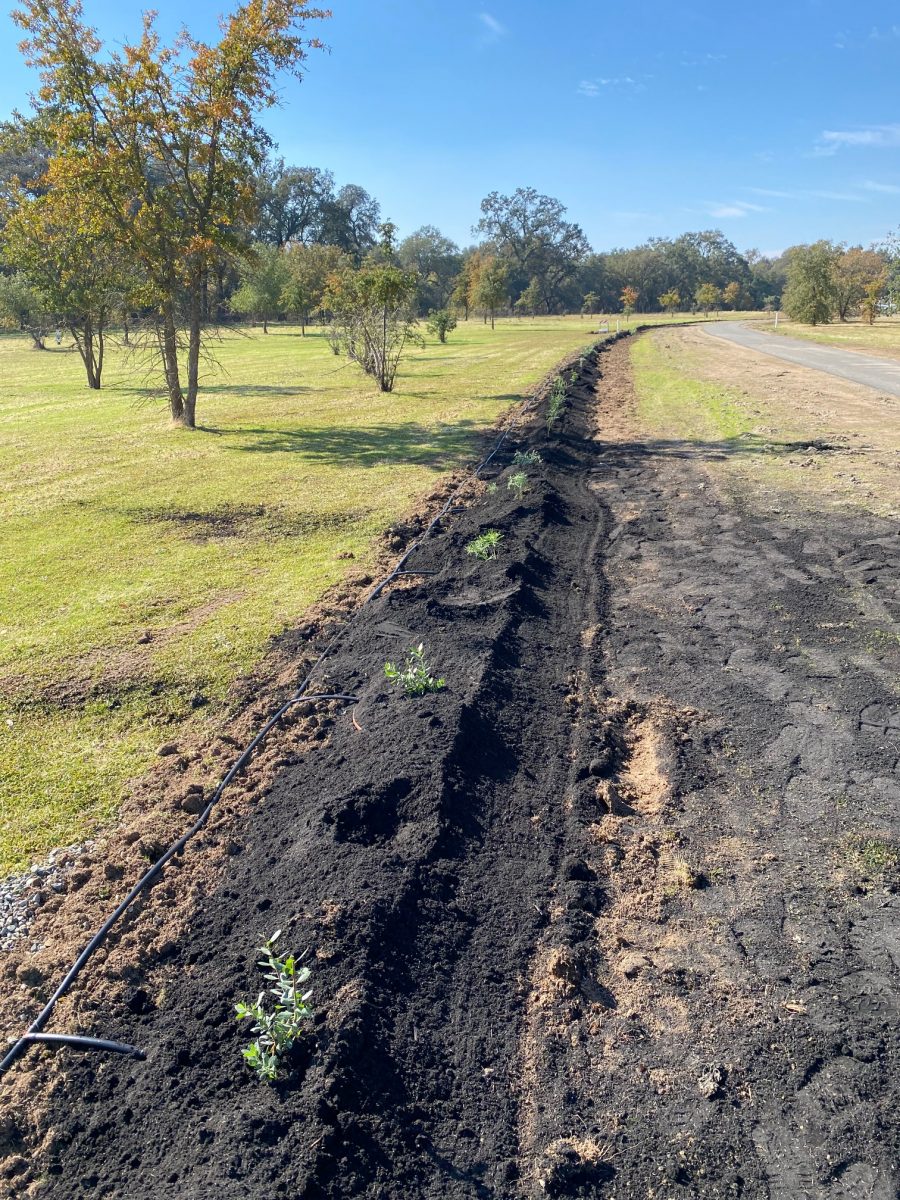 Doyle Ranch Park Pollinator Hedgerow Placer Resource Conservation District