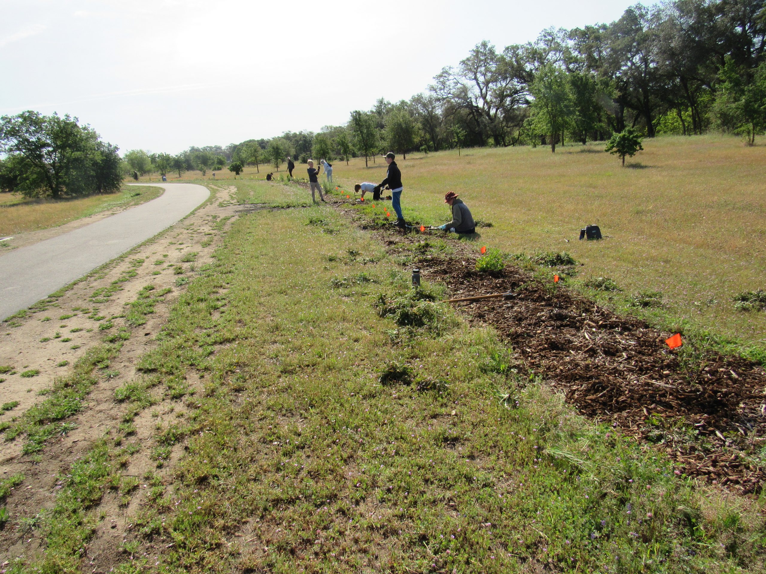 Doyle Ranch Park Pollinator Hedgerow Placer Resource Conservation District