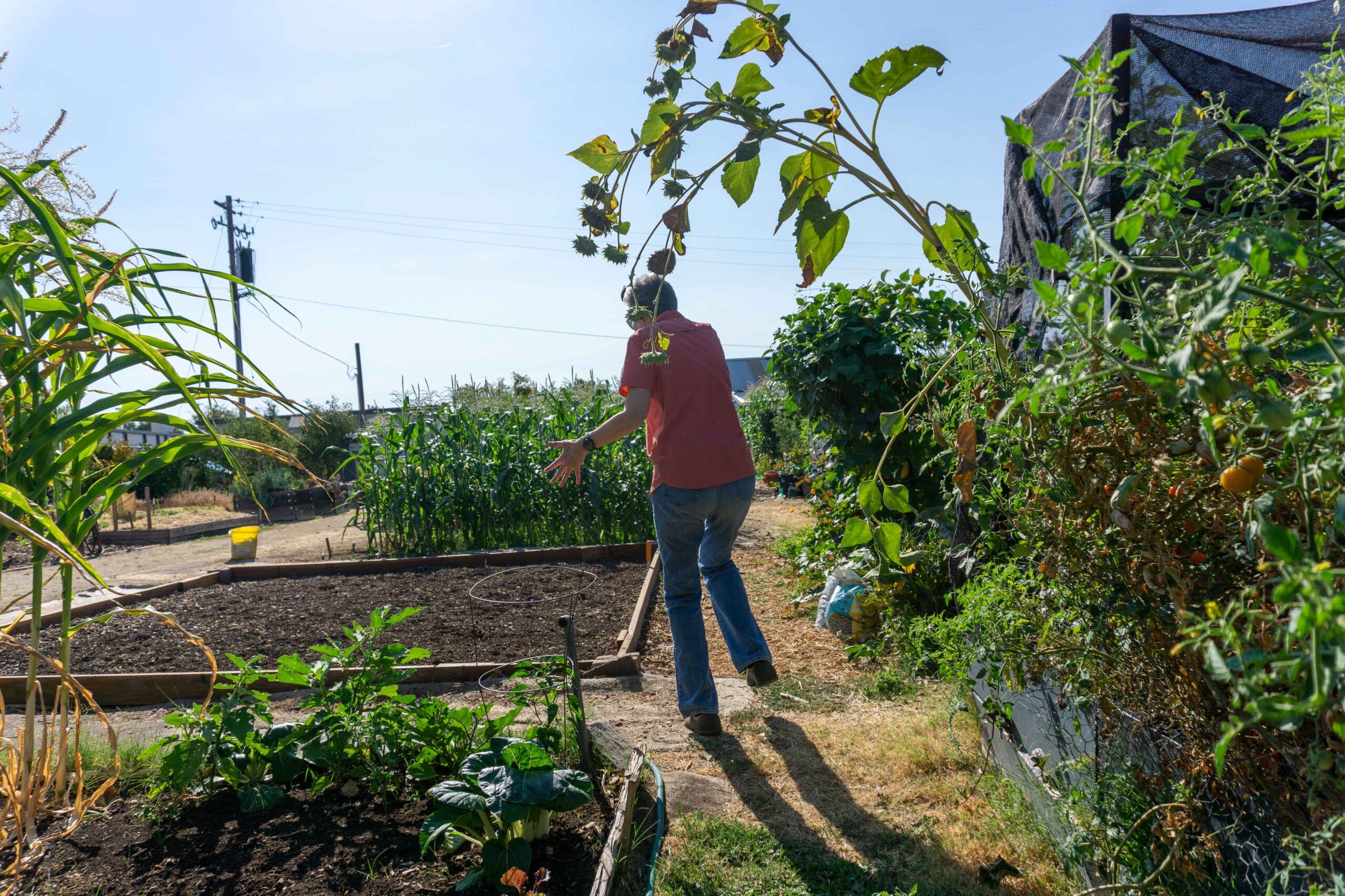A person walking through a community garden surrounded by vegetable and corn.