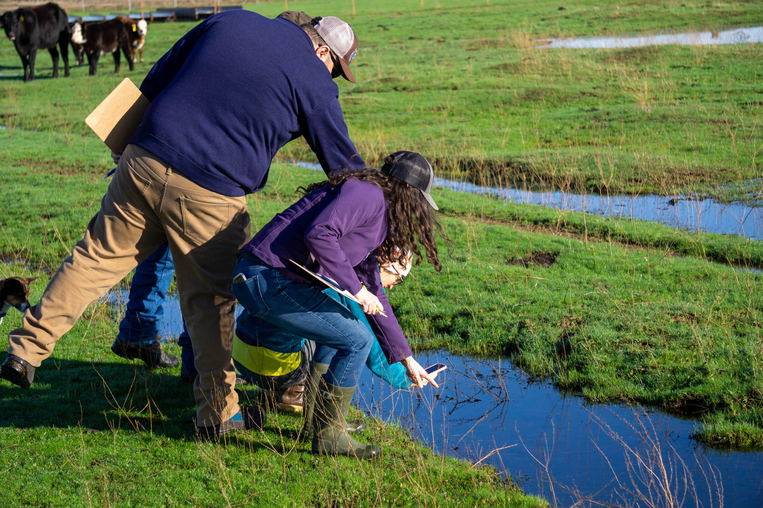 People in a field with green grass next to a vernal pool looking at what is inside it.
