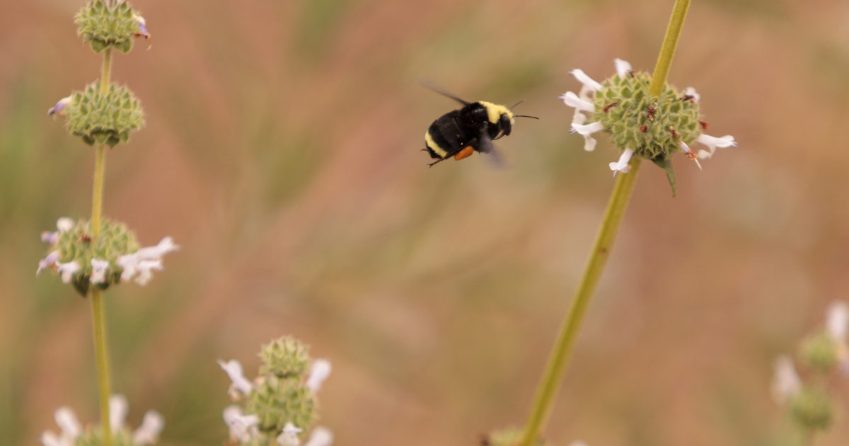 Western Bumble Bee hovering near flower.