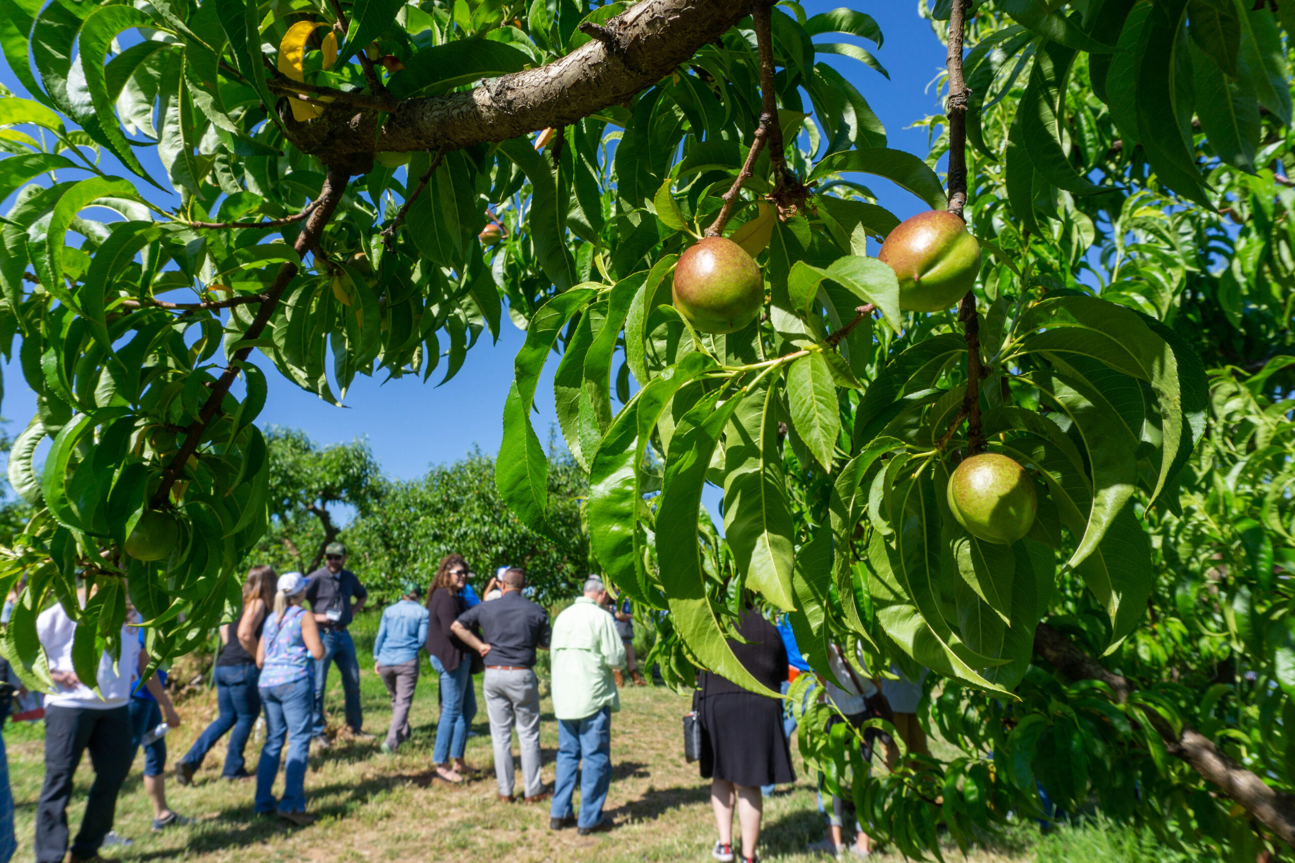 2023 Ag Tour attendees walk through Twin Peaks Orchards among ripening nectarines.