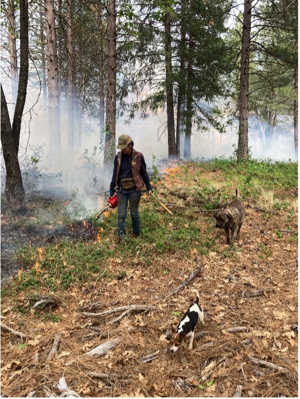 A person walks along the edge of a slow-moving prescribed fire, adding additional fuel with a drip torch.