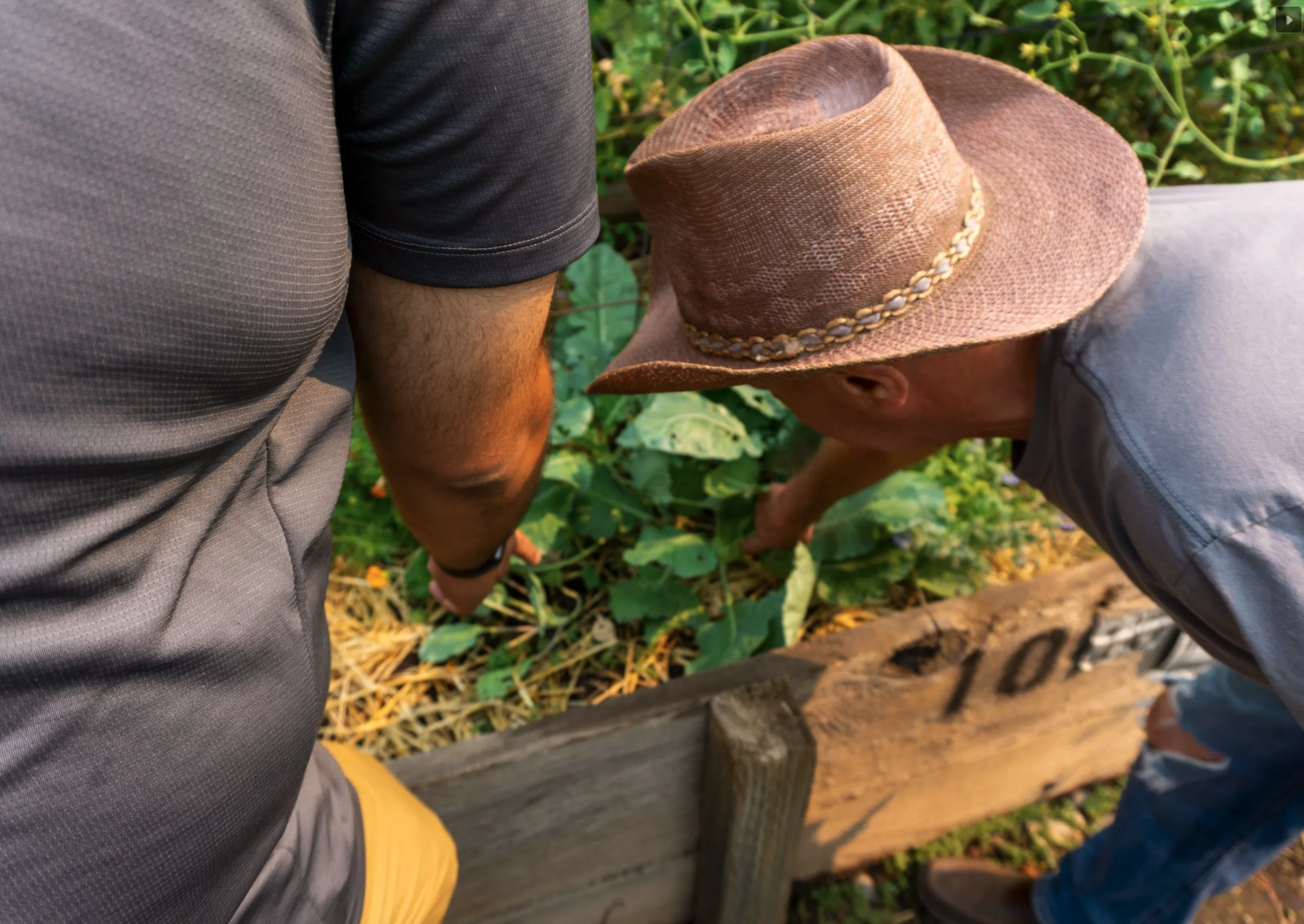 Man in hat points at crops in raised bed garden.