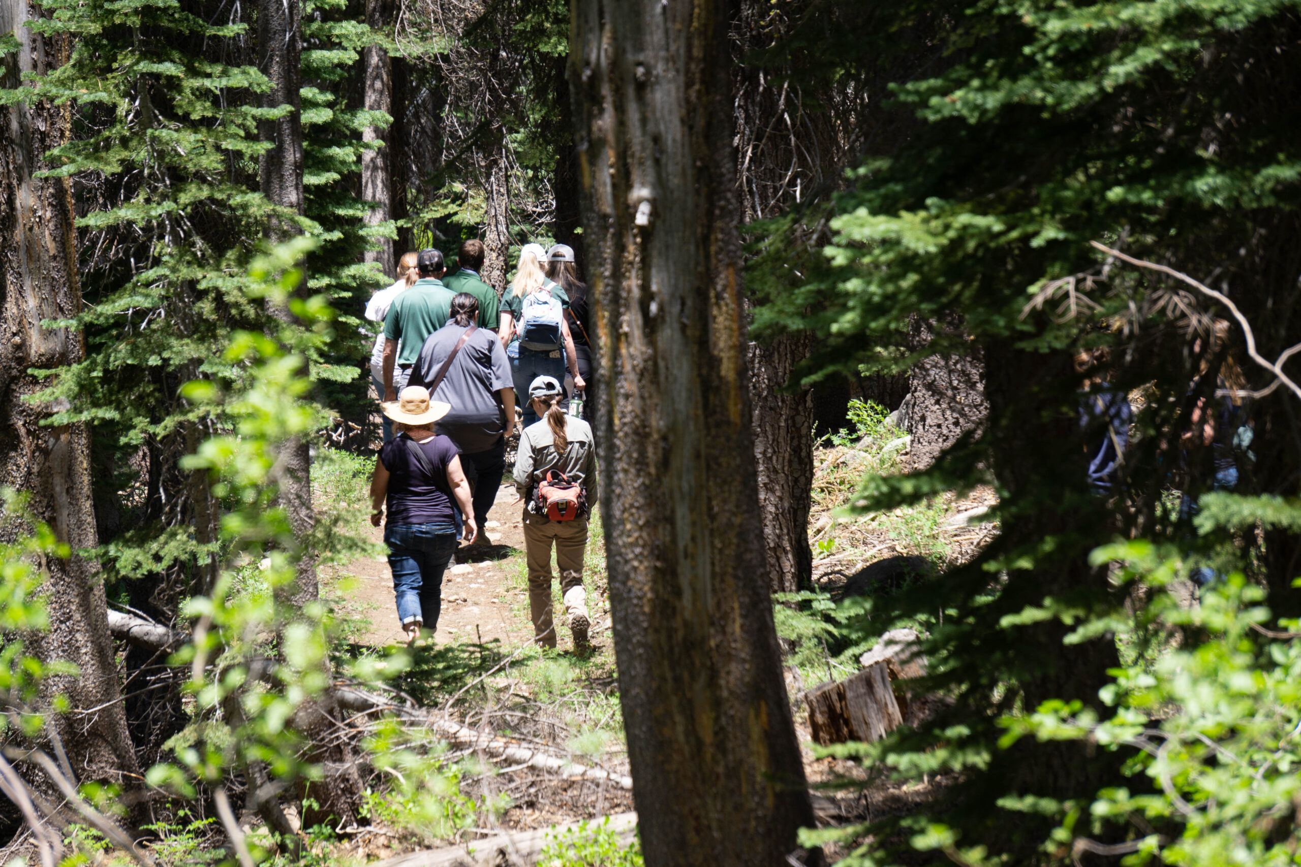 A group of Placer County Forestry Tour attendees walk away from the camera through a forest at Sugar Bowl Resort.
