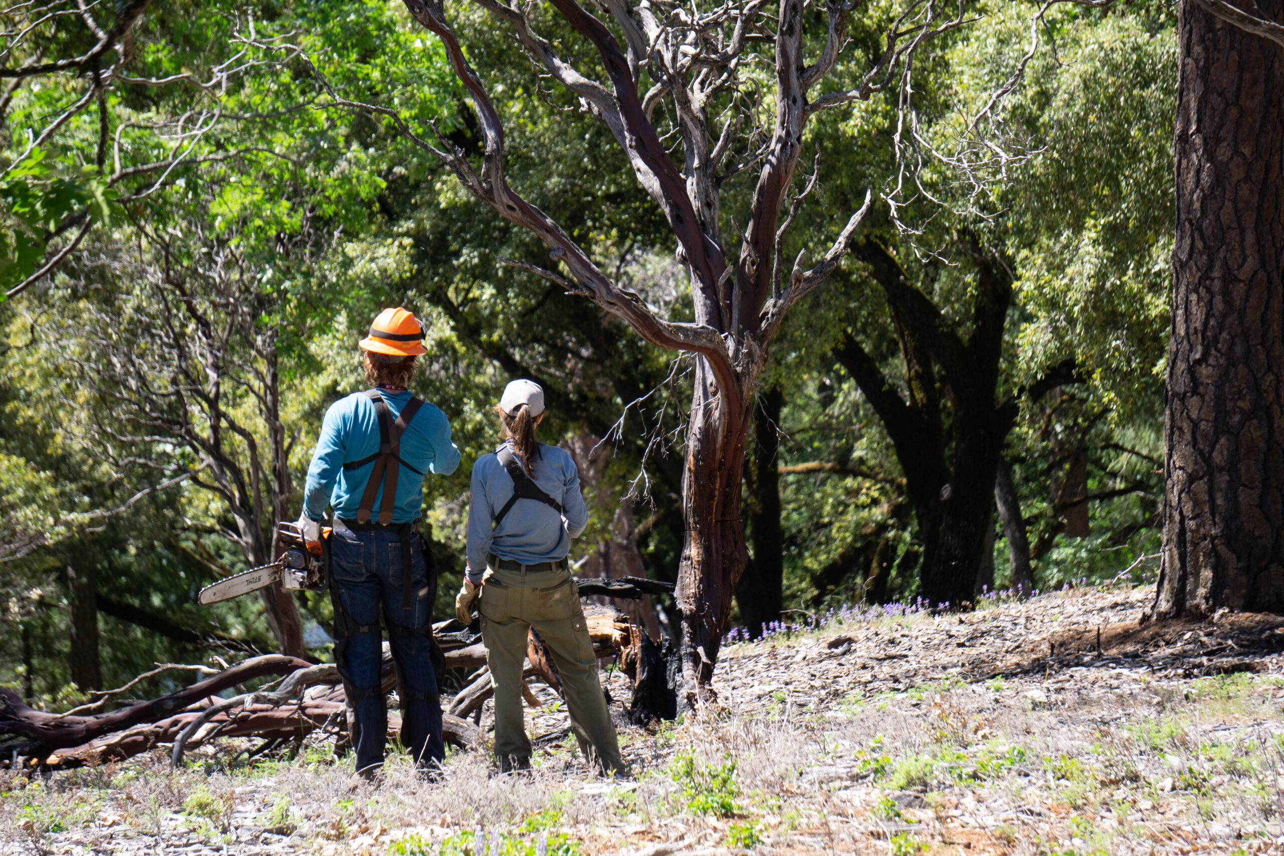 Two Placer RCD staff members stand side by side in protective forestry gear, looking at forest.